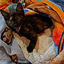 kitten, cat, tortoiseshell, blanket, cozy, furry, pet, animal, cute, indoor, soft, resting, curious, young, fur, paw, face, expression, colorful, texture