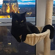 Era participe au concours pour gagner de l'argent avec cette photo : black_cat, cat, cat_tree, hammock, window, twilight, cityscape, building, cat_lounge, indoor, pet, animal, night, sky, clouds, furniture, relaxing, domestic_cat, home, scenic_view