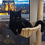 black_cat, cat, cat_tree, hammock, window, twilight, cityscape, building, cat_lounge, indoor, pet, animal, night, sky, clouds, furniture, relaxing, domestic_cat, home, scenic_view