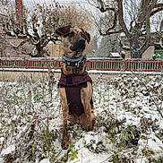 Rebelle a rejoint le concours — aidez-le/la à gagner de superbes lots ! animal, brown, calm, canine, coat, cold, dog, fence, fur, garden, leafless_tree, nature, outdoor, pet, plant, sitting, sky, snow, tree, winter