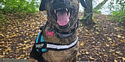 Rebelle participe au concours pour gagner de l'argent avec cette photo : animal, bench, canine, daytime, dog, forest, happy, harness, lake, leaves, nature, outdoor, park, pet, playful, smiling, tongue_out, tree, water, wood