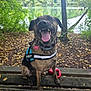 animal, bench, canine, daytime, dog, forest, happy, harness, lake, leaves, nature, outdoor, park, pet, playful, smiling, tongue_out, tree, water, wood