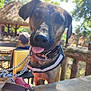 Rebelle a rejoint le concours — aidez-le/la à gagner de superbes lots ! animal, canine, chair, closeup, collar, daylight, dog, happy, leash, nature, outdoor, person, pet, playful, summer, sunlight, table, tongue_out, trees, wood