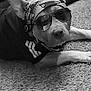 accessory, animal, bandana, black_and_white, canine, carpet, casual, cool, dog, domestic_animal, fashion, fur, indoor, leather_couch, lying_down, pet, portrait, relaxed, resting, sunglasses