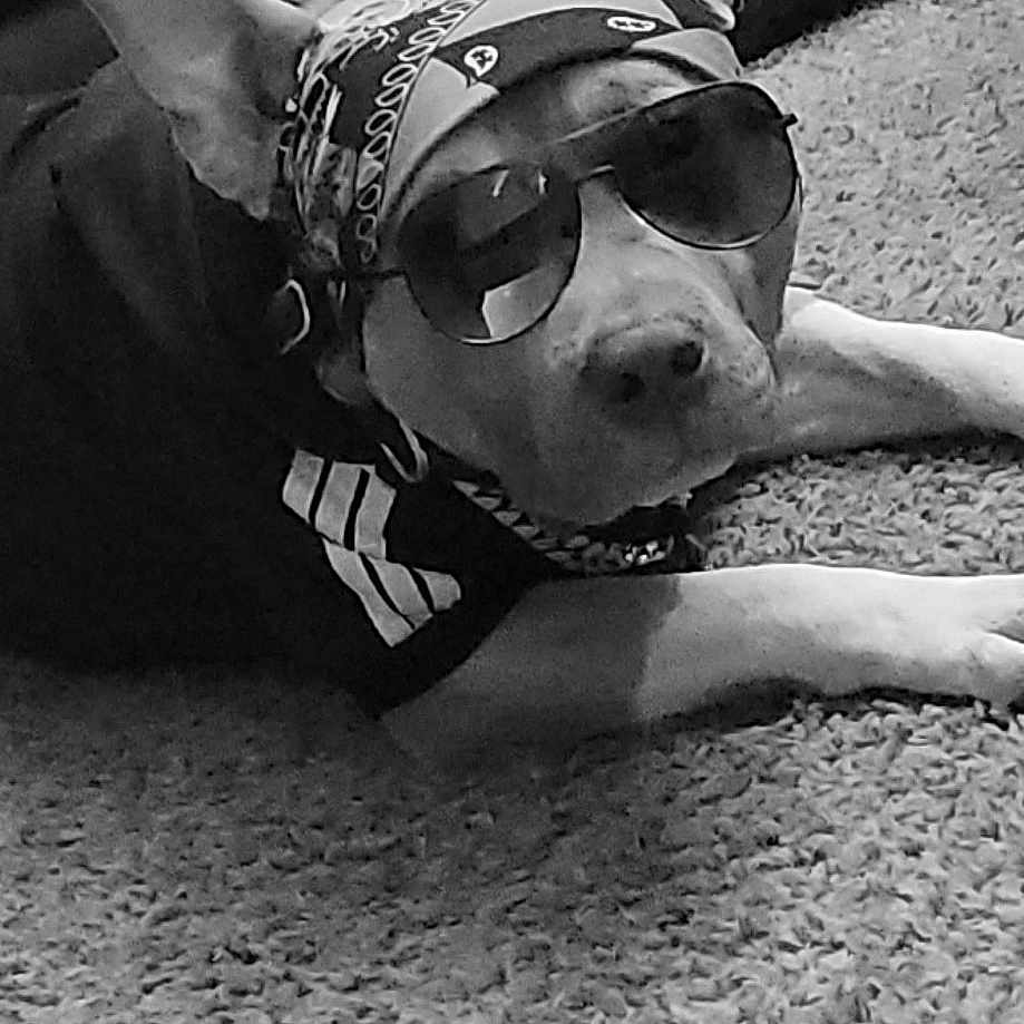 Chainz joined the competition — help win amazing prizes! accessory, animal, bandana, black_and_white, canine, carpet, casual, cool, dog, domestic_animal, fashion, fur, indoor, leather_couch, lying_down, pet, portrait, relaxed, resting, sunglasses