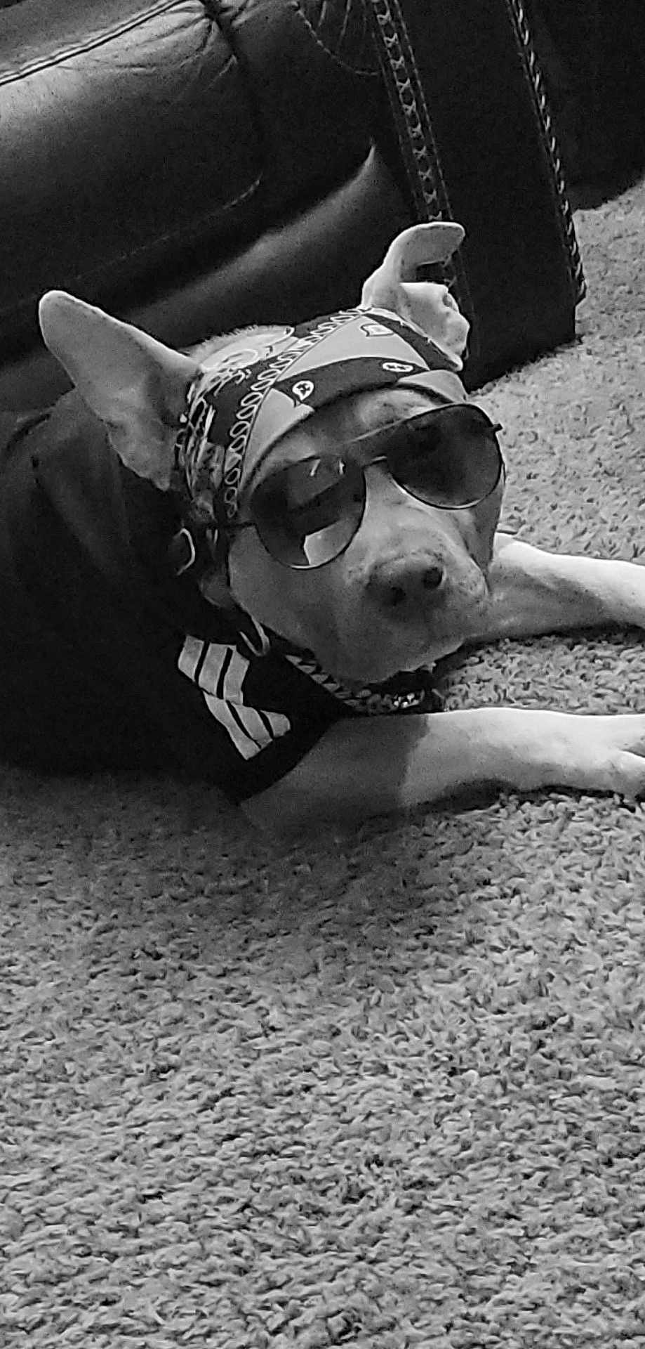 Chainz joined the competition — help win amazing prizes! accessory, animal, bandana, black_and_white, canine, carpet, casual, cool, dog, domestic_animal, fashion, fur, indoor, leather_couch, lying_down, pet, portrait, relaxed, resting, sunglasses