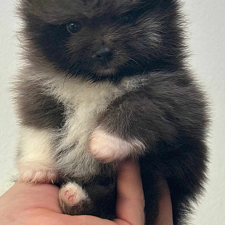 Alba a rejoint le concours — aidez-le/la à gagner de superbes lots ! affenpinscher, animal, baby, bodypart, canine, cat, dog, face, finger, hand, head, kitten, manx, person, pet, photography, portrait, puppy, whitedog, wrist