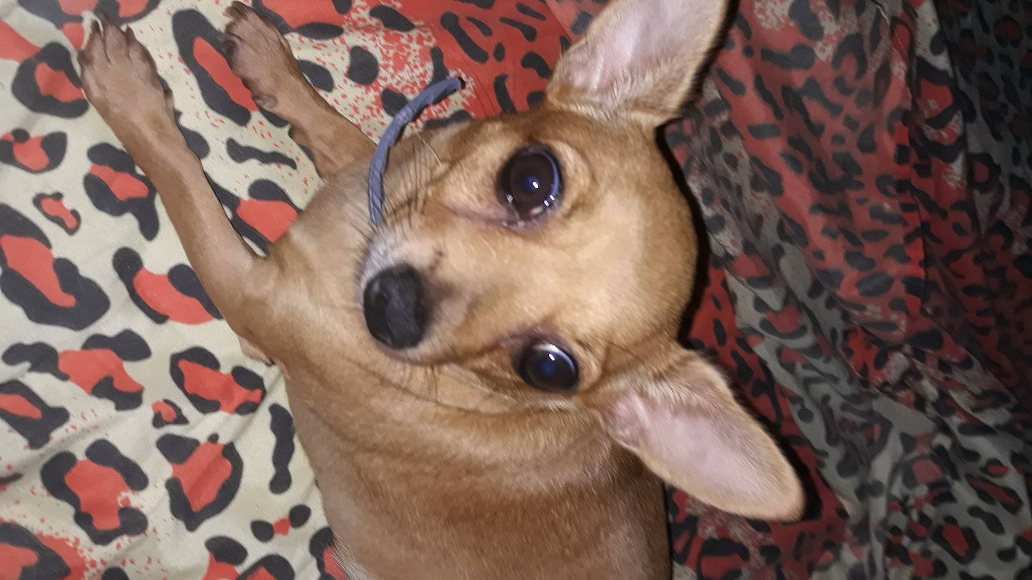 Elsa participe au concours pour gagner de l'argent avec cette photo : american_hairless_terrier, canidae, carnivore, chihuahua, companion_dog, corgi_chihuahua, dog, dog_breed, ear, fawn, feist, mammal, non_sporting_group, snout, toy_dog, toy_fox_terrier, vertebrate