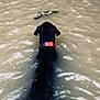 adventure, american_flag, animal, black_dog, canine, collar, daytime, dog, fetch, focused, loyal, muddy_water, nature, outdoor, pet, playful, stick, swimming, water, wet_fur