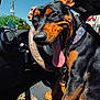 Vidalia is registered to the contest to win money with this photo: animal, canine, car, closeup, collar, dashboard, daytime, doberman, dog, happy, interior, leash, pet, puppy, rubber_duck, seat, steering_wheel, sunlight, tongue_out, window