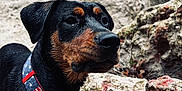 Vidalia is registered to the contest to win money with this photo: alert, animal, background, black, brown, canine, closeup, collar, dog, ears, fur, nature, outdoor, pet, portrait, rock, sideview, snout, texture, wet