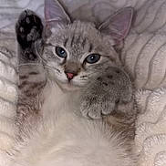 Nala participe au concours pour gagner de l'argent avec cette photo : animal, blanket, blue_eyes, cat, closeup, cute, ears, face, feline, fur, gray, indoor, kitten, lying_down, paw, pet, relaxed, soft, whiskers, white