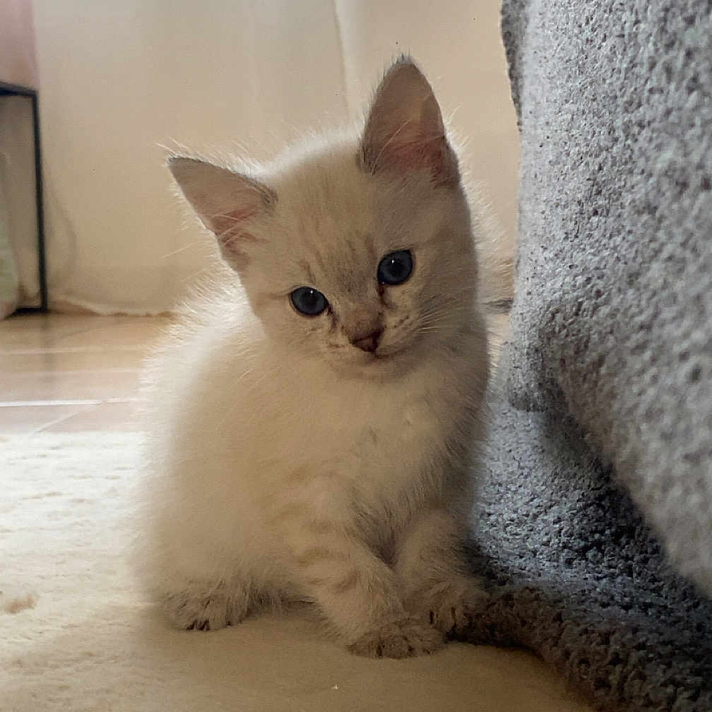 Nala a rejoint le concours — aidez-le/la à gagner de superbes lots ! animal, blanket, blue_eyes, carpet, cat, cozy, curious, cute, feline, fluffy, fur, home, indoor, kitten, pet, sitting, small, soft_light, whiskers, young