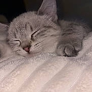 Nala a rejoint le concours — aidez-le/la à gagner de superbes lots ! kitten, cat, sleeping, paw, gray_tabby, fur, close_up, blanket, cozy, cute, pet, indoor, resting, whiskers, soft, adorable, feline, nap, quiet, relaxed