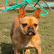 Maya participe au concours pour gagner de l'argent avec cette photo : dog, french_bulldog, grass, outdoor, toy, rope_toy, pet, animal, lawn_chair, backyard, sunlight, summer, playful, brown_dog, canine, ears, standing, daytime, garden, fun