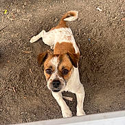 Chompy is registered to the contest to win money with this photo: animal, brown_and_white, canine, curious, cute, daylight, dirt, dog, ears, earth, four_legs, fur, ground, looking_up, nature, outdoor, pet, playful, small_dog, tail