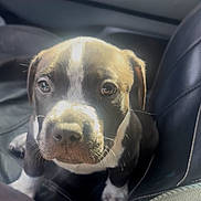 Ares joined the competition — help win amazing prizes! puppy, dog, car_interior, leather_seat, pet, young_animal, closeup, portrait, cute, fur, whiskers, black_and_white, animal, sitting, looking_up, sunlight, indoor, companion, adorable, travel