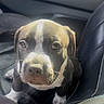 puppy, dog, car_interior, leather_seat, pet, young_animal, closeup, portrait, cute, fur, whiskers, black_and_white, animal, sitting, looking_up, sunlight, indoor, companion, adorable, travel