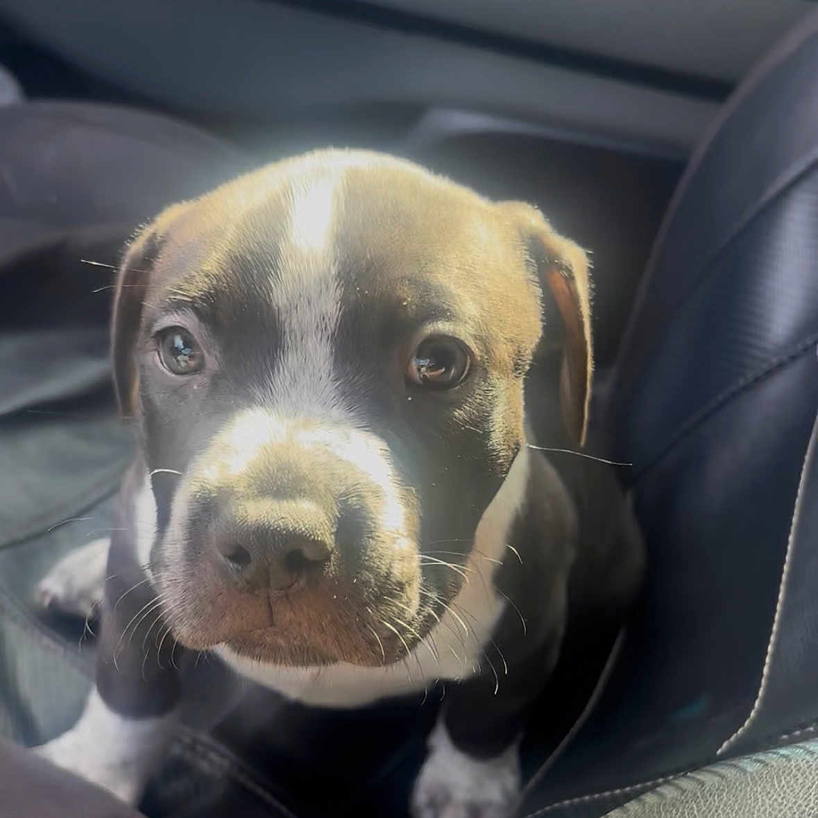 Ares