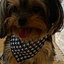 accessories, affenpinscher, animal, bandana, bodypart, canine, clothing, cockerspaniel, dog, formalwear, headband, mouth, papillon, person, pet, poodle, puppy, scarf, strap, terrier