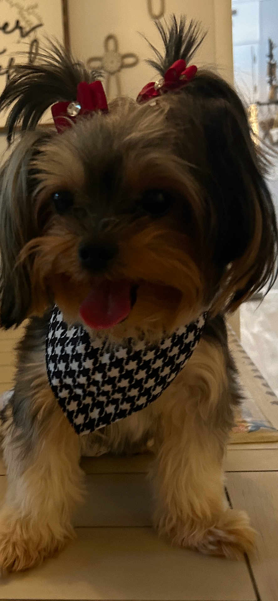 Koko is registered to the contest to win money with this photo: accessories, affenpinscher, animal, bandana, bodypart, canine, clothing, cockerspaniel, dog, formalwear, headband, mouth, papillon, person, pet, poodle, puppy, scarf, strap, terrier