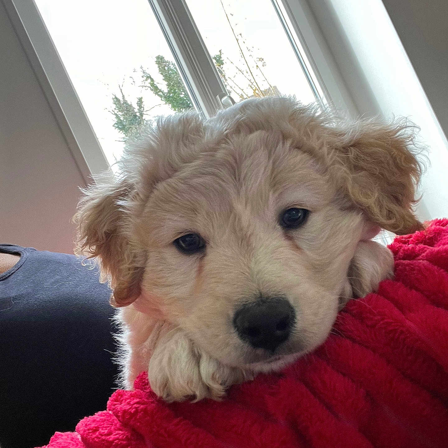 Syrius participe au concours pour gagner de l'argent avec cette photo : animal, blanket, canine, couch, cushion, dog, face, furniture, goldenretriever, head, homedecor, person, pet, photography, poodle, portrait, puppy, terrier, whitedog, window