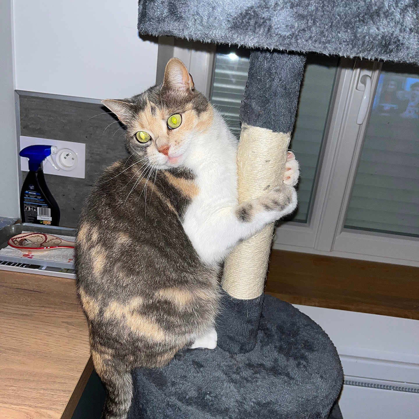 Arya