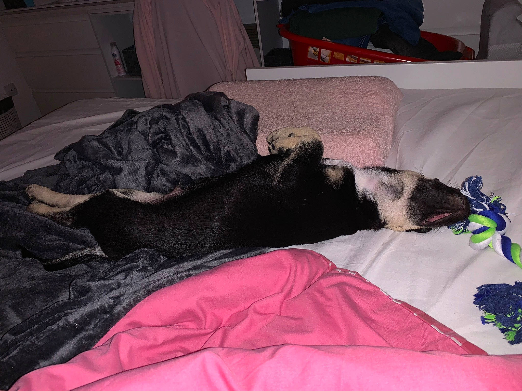 Krieger a rejoint le concours — aidez-le/la à gagner de superbes lots ! bed, bed_sheet, bedding, bedroom, blanket, canidae, carnivore, comfort, duvet, fur, furniture, linens, nap, pillow, room, sleep, sporting_group, textile