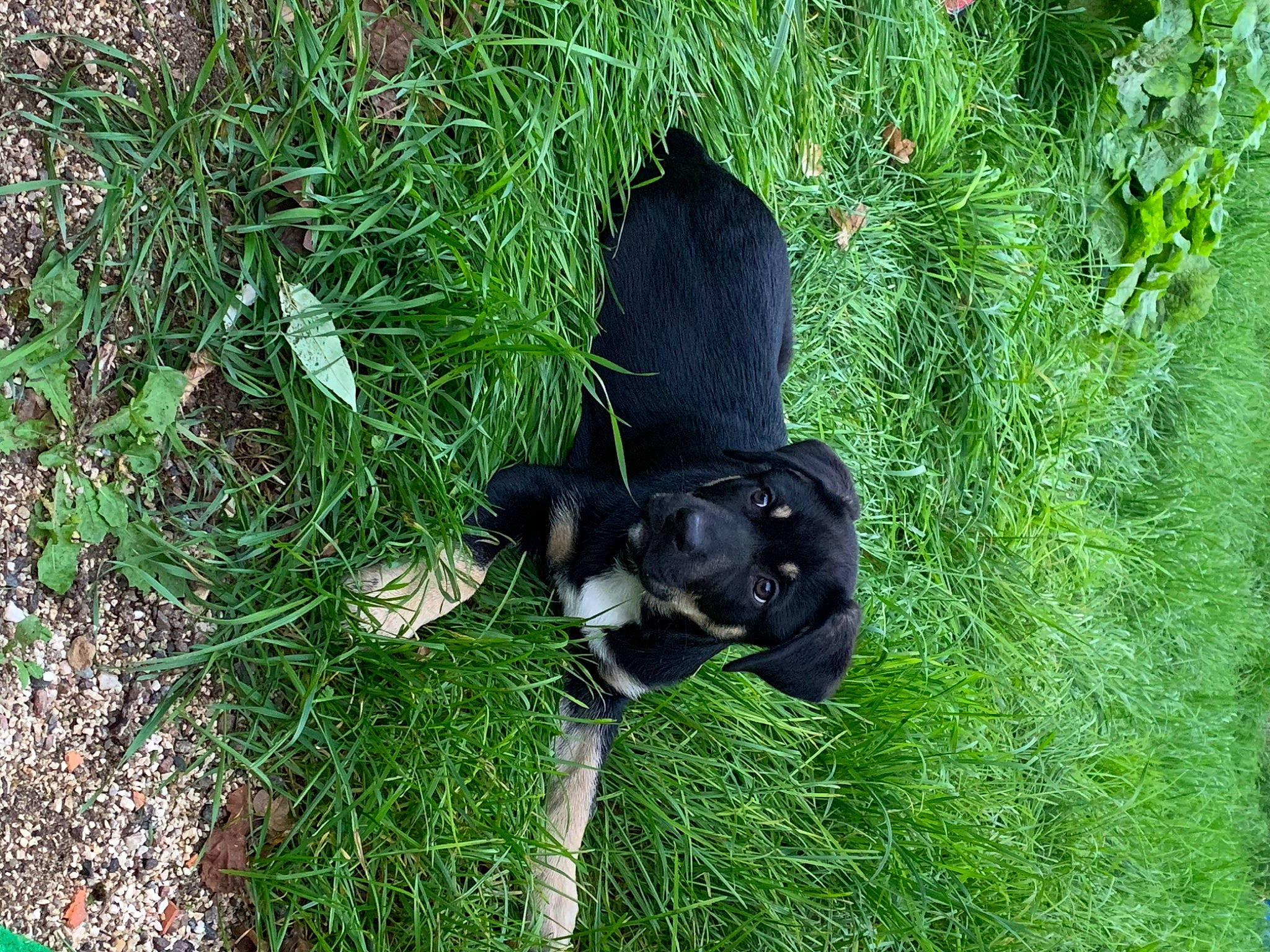 Krieger a rejoint le concours — aidez-le/la à gagner de superbes lots ! canidae, carnivore, dog, dog_breed, grass, grass_family, guard_dog, hunting_dog, patterdale_terrier, plant, puppy, sporting_group