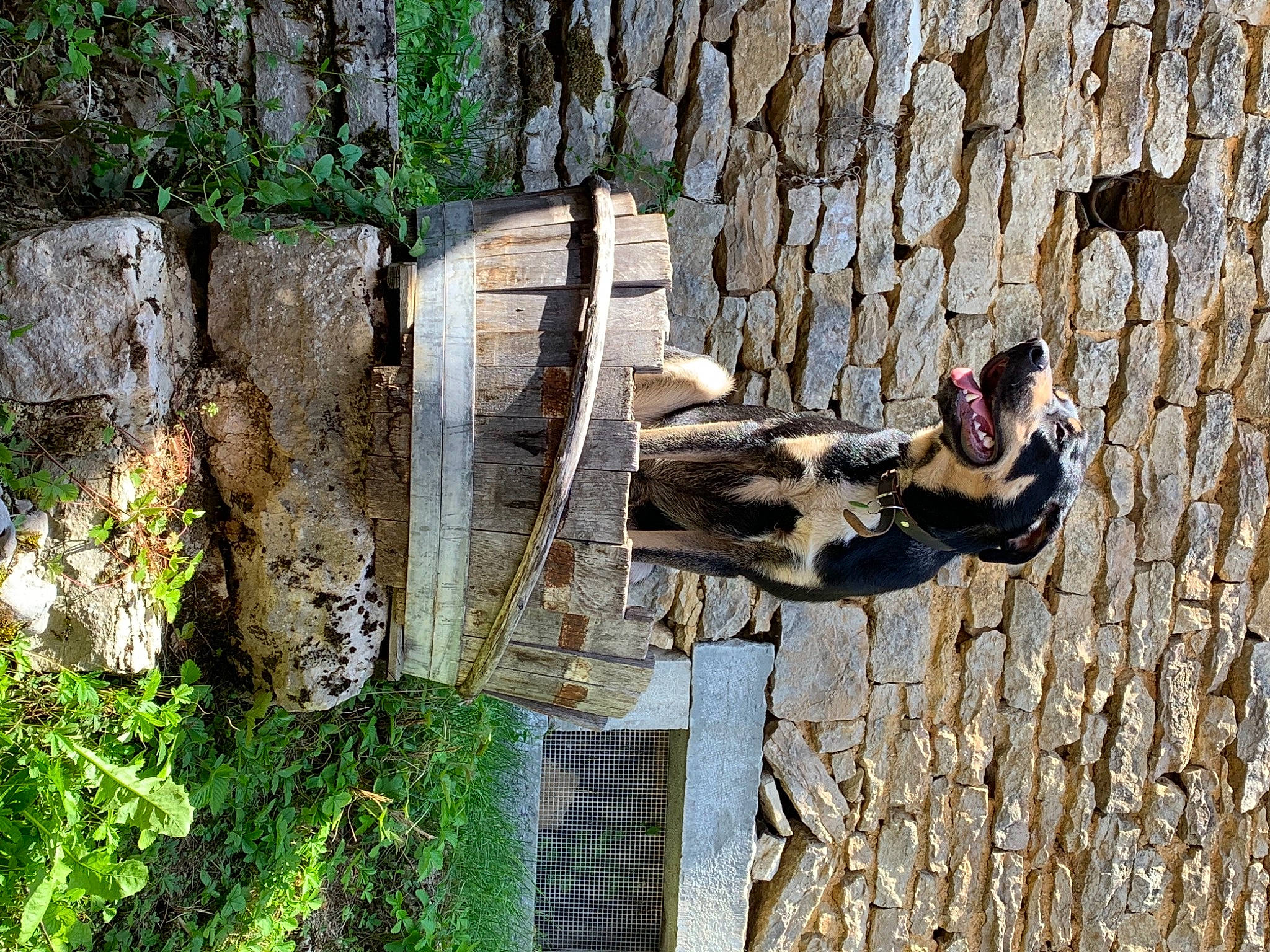 Krieger a rejoint le concours — aidez-le/la à gagner de superbes lots ! art, bedrock, grass, groundcover, landscape, plant, rock, tree, trunk, wood