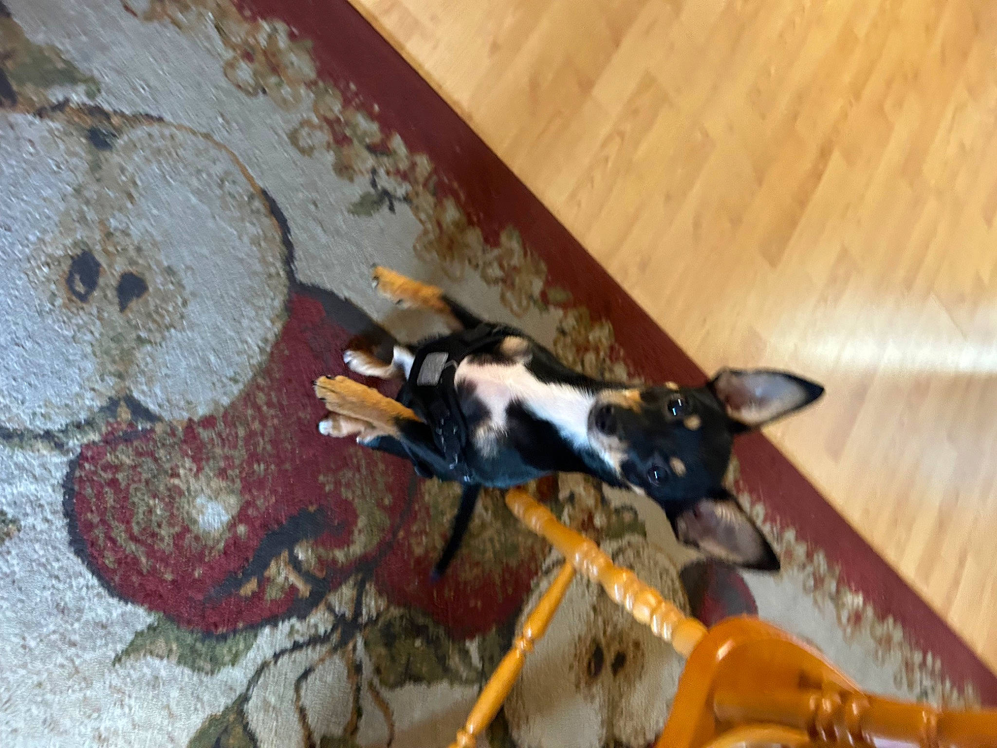 Punkin is registered to the contest to win money with this photo: art, arthropod, circle, claw, felidae, flooring, hardwood, membrane_winged_insect, mural, paint, painting, pest, shadow, stain, tail, varnish, visual_arts, wood, wood_flooring, wood_stain