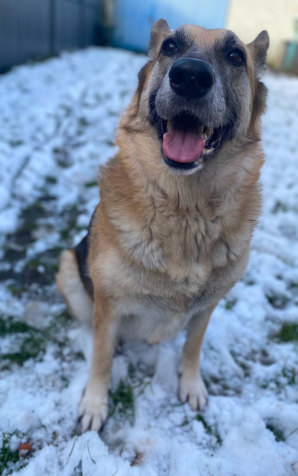 animal, bodypart, canine, dog, germanshepherd, hound, husky, mouth, nature, outdoors, person, pet, plant, puppy, snout, snow, teeth, tongue, tree, winter