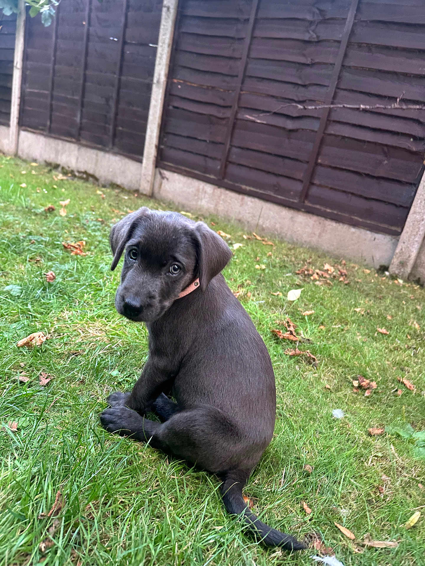 Lulu joined the competition — help win amazing prizes! puppy, dog, grass, outdoor, fence, pet, cute, animal, young, sitting, black_fur, collar, nature, leaf, garden, canine, adorable, back_view, looking_back, young_animal