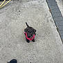 Lulu is registered to the contest to win money with this photo: puppy, dog, black_dog, pink_harness, concrete, outdoor, pet, animal, curious, small_dog, sitting, looking_up, feet, sandals, garden, plants, sidewalk, collar, young_dog, cute