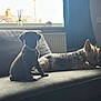 Lulu joined the competition — help win amazing prizes! dog, puppy, couch, indoor, window, radiator, curtain, pet, animal, sitting, lying_down, collar, domestic_animal, furniture, relaxed, curious, house, home, daylight, two_dogs