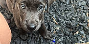 Lulu joined the competition — help win amazing prizes! puppy, dog, pet, outdoor, gravel, curious, looking_up, brown_fur, young_dog, close_up, animal, cute, wicker_basket, human_leg, nature, small, adorable, sitting, daylight, texture