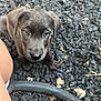 puppy, dog, pet, outdoor, gravel, curious, looking_up, brown_fur, young_dog, close_up, animal, cute, wicker_basket, human_leg, nature, small, adorable, sitting, daylight, texture