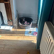 Lulu is registered to the contest to win money with this photo: dog, pet, fence, pet_bed, toy, floor, sunlight, curtain, radiator, food_bowl, water_bowl, indoor, wooden_floor, black_dog, collar, pink_blanket, wall, window_light, cozy, home
