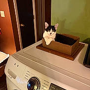 Shmoo joined the competition — help win amazing prizes! animal, appliance, black_and_white, box, cardboard_box, cat, cozy, domestic, door, feline, household, indoor, light, pet, relaxed, shadow, tray, wall, washing_machine, wooden