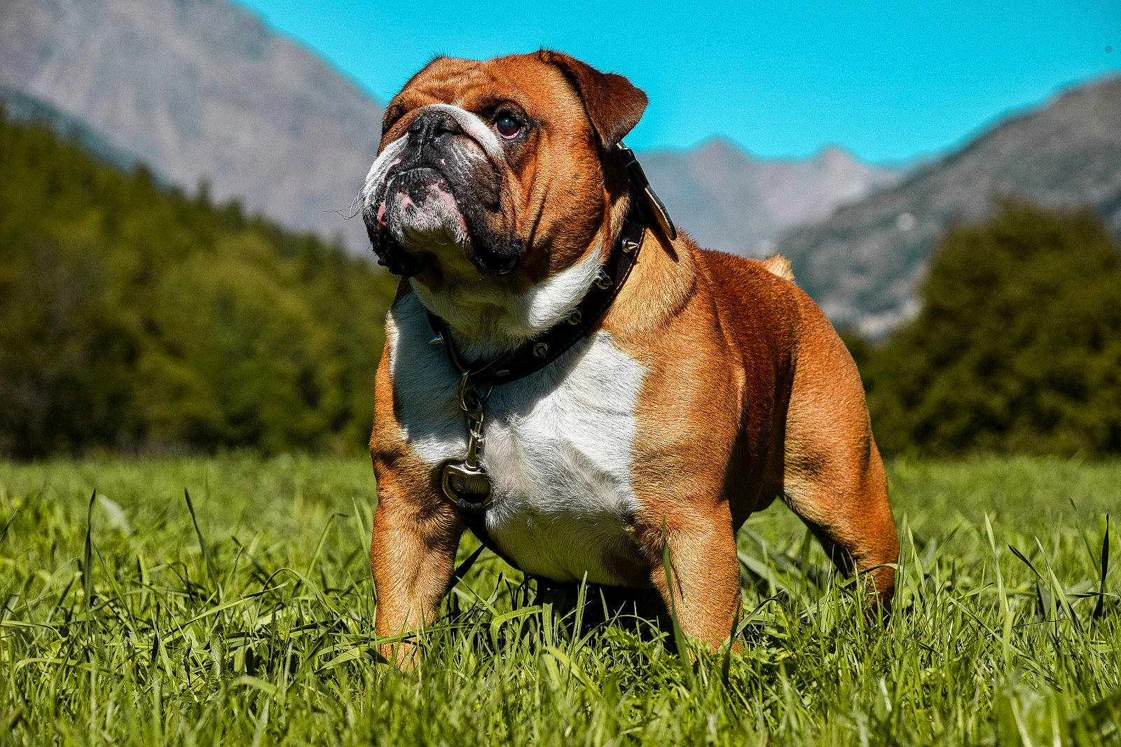 Bob participe au concours pour gagner de l'argent avec cette photo : bulldog, canidae, carnivore, collar, companion_dog, dog, dog_breed, fawn, grass, grassland, landscape, mountain, natural_landscape, plant, sky, snout, sporting_group, terrestrial_animal, tree, wrinkle