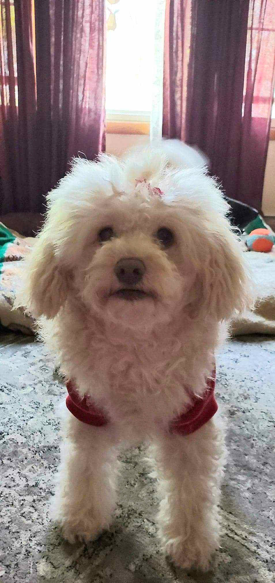Savina joined the competition — help win amazing prizes! carnivore, companion_dog, curtain, dog, dog_breed, flooring, fur, maltepoo, non_sporting_group, sporting_group, toy_dog, working_animal