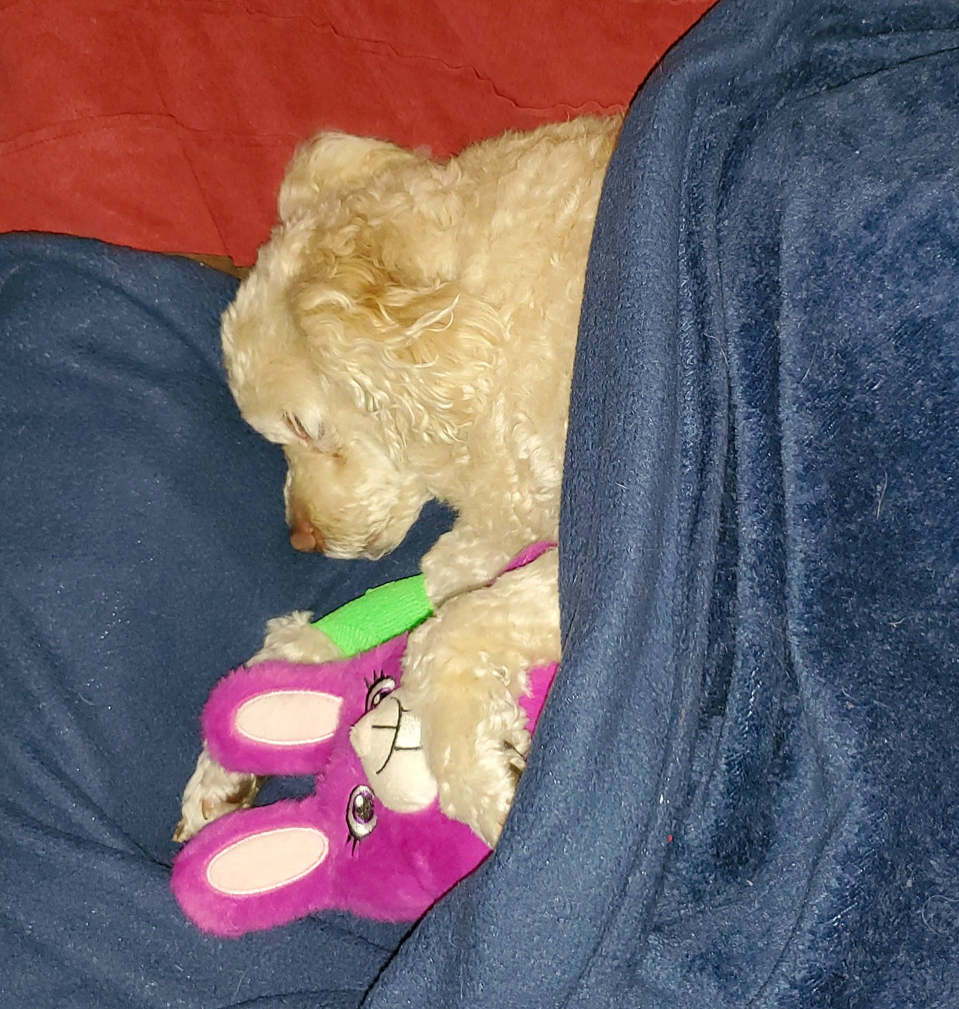 Savina is registered to the contest to win money with this photo: button, carnivore, companion_dog, dog, dog_breed, dog_clothes, dog_supply, fashion_accessory, fur, linens, liver, magenta, plush, sleeve, stuffed_toy, t_shirt, textile, toy, wool, working_animal