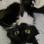 Lola is registered to the contest to win money with this photo: cat, tuxedo_cat, black_and_white, fluffy, yellow_eyes, whiskers, paw, pink_paw_pads, lying_down, upside_down, close_up, portrait, indoor, blanket, fur, cute, pet, feline, gaze, relaxed