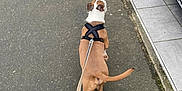Archi a rejoint le concours — aidez-le/la à gagner de superbes lots ! brown_dog, canine, car, curb, daylight, dog, harness, leash, leash_handle, outdoor, pavement, pet, sidewalk, street, tail, tile_floor, urban, vehicle, walking, white_markings