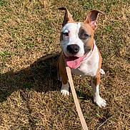 Archi participe au concours pour gagner de l'argent avec cette photo : animal, brown_and_white, canine, companion, daylight, dog, domestic_animal, ears_up, friendly, grass, happy, leash, nature, outdoor, pet, playful, shadow, sitting, sunlight, tongue_out