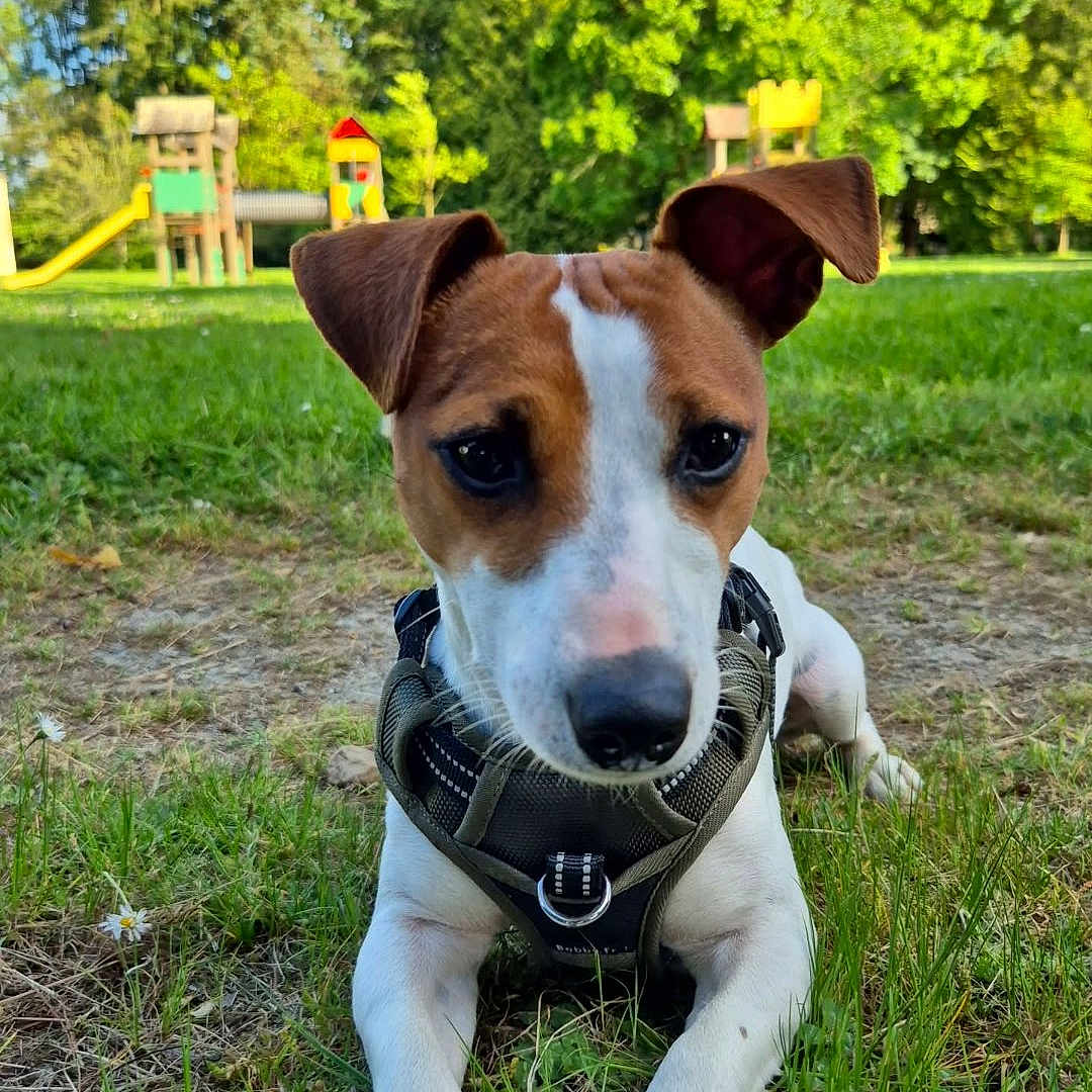 Rocket participe au concours pour gagner de l'argent avec cette photo : animal, canine, closeup, collar, cute, daylight, dog, ears, grass, greenery, jack_russell_terrier, muzzle, nature, outdoor, park, pet, playground, puppy, summer, young_dog