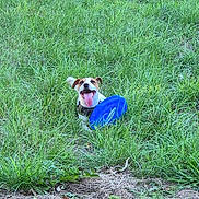 Rocket a rejoint le concours — aidez-le/la à gagner de superbes lots ! active, animal, canine, cute, daytime, dog, field, frisbee, grass, greenery, happy, leisure, nature, outdoor, park, pet, playful, summer, sunlight, tongue_out