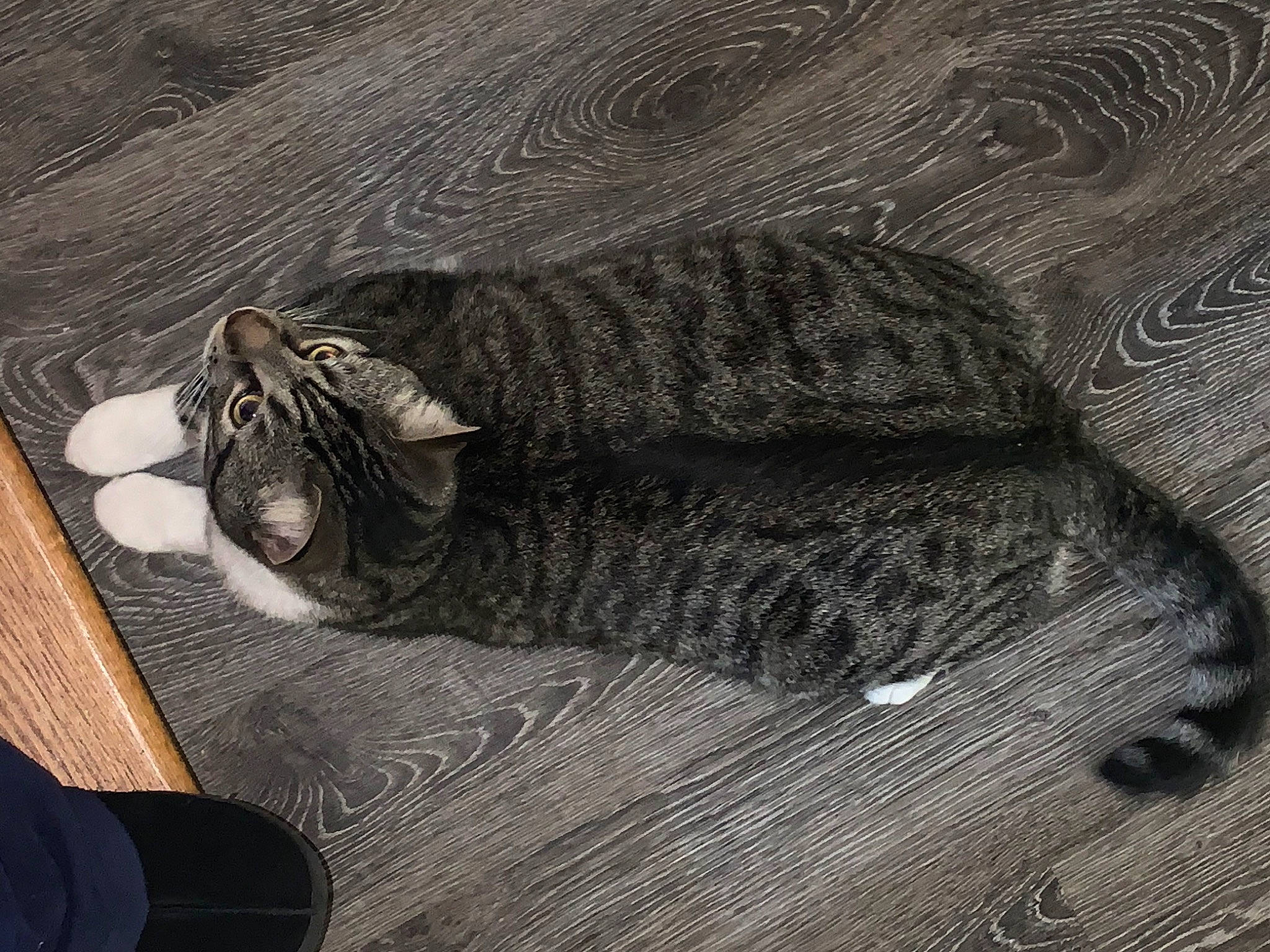Caleb joined the competition — help win amazing prizes! carnivore, cat, domestic_short_haired_cat, european_shorthair, felidae, floor, flooring, fur, hardwood, laminate_flooring, nap, ocicat, pixie_bob, small_to_medium_sized_cats, tabby_cat, tail, whiskers, wild_cat, wood, wood_flooring