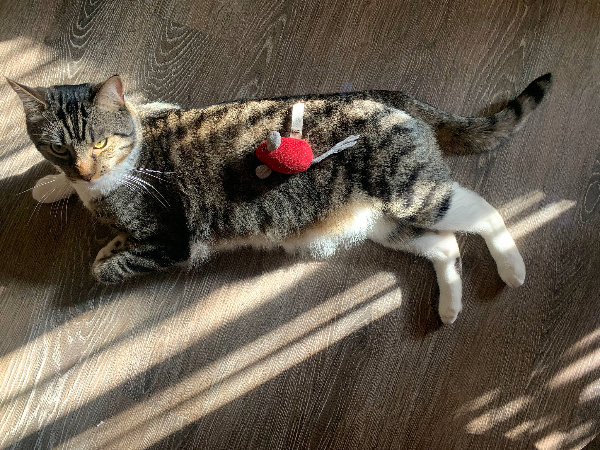 Caleb joined the competition — help win amazing prizes! aegean_cat, american_shorthair, american_wirehair, asian, california_spangled, carnivore, cat, domestic_short_haired_cat, dragon_li, egyptian_mau, european_shorthair, felidae, kitten, mammal, ocicat, small_to_medium_sized_cats, tabby_cat, tail, whiskers, wild_cat