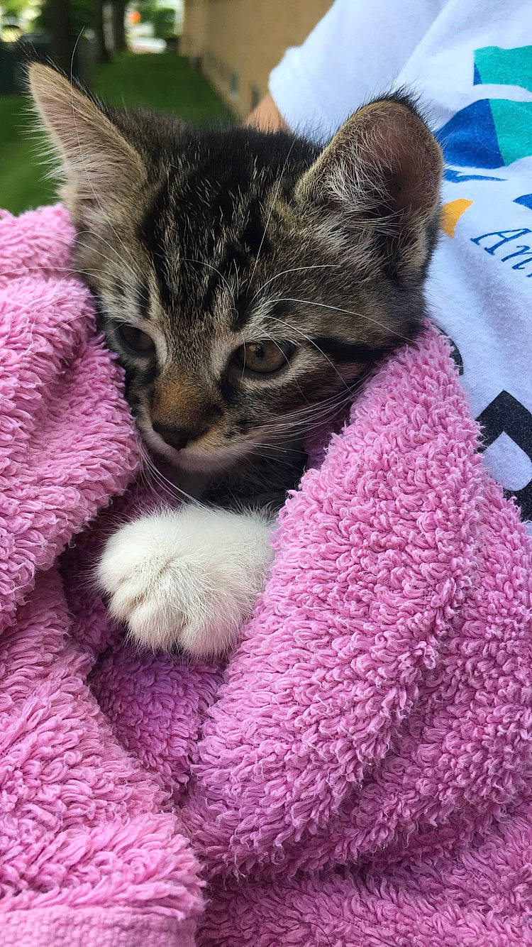 Caleb is registered to the contest to win money with this photo: american_shorthair, asian, california_spangled, carnivore, cat, domestic_short_haired_cat, dragon_li, egyptian_mau, european_shorthair, felidae, fur, kitten, mammal, nap, pink, pixie_bob, polydactyl_cat, small_to_medium_sized_cats, tabby_cat, whiskers